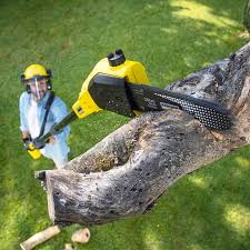 Best Tree Removal  in North Lauderdale, FL
