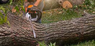  North Lauderdale, FL Tree Removal Pros