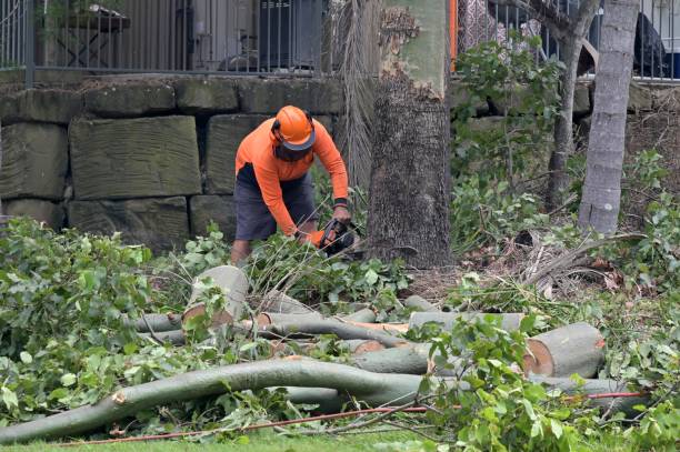 Best Hazardous Tree Removal  in North Lauderdale, FL