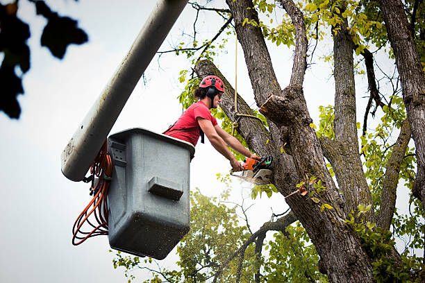 Best Leaf Removal  in North Lauderdale, FL